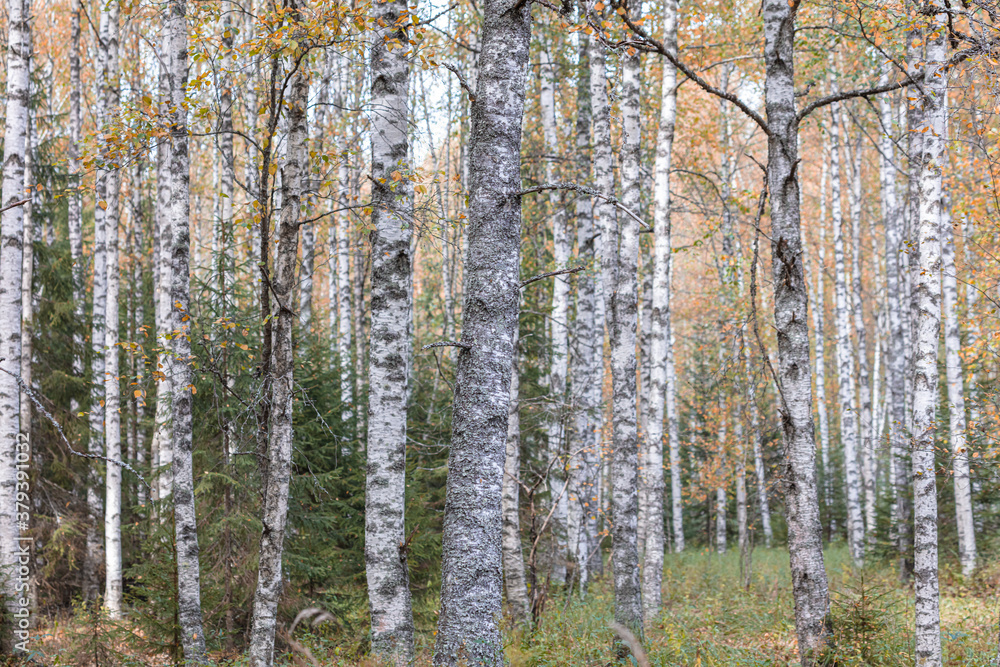 Fototapeta premium Birch trees in autumn, with yellow leaves. Forest background