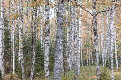 Birch trees in autumn, with yellow leaves. Forest background