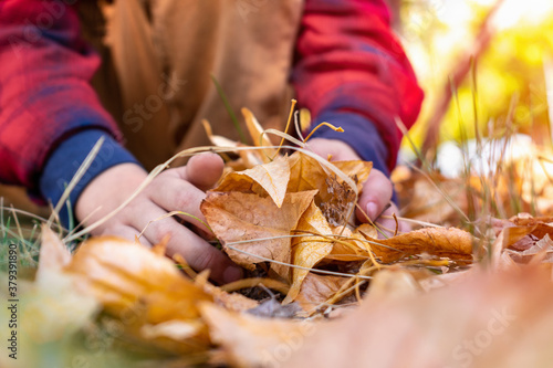 A toddler or a preschool child plays in an autumn park, rakes up yellow and red oak and maple dry leaves with his hands, holds in his hand. Outdoor activities and fun in the fall season.