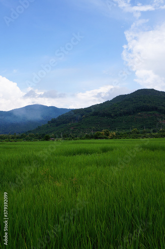 Young green rice field in the evening time. Bright Sky Ground. Countryside Landscape Under Scenic Colorful.