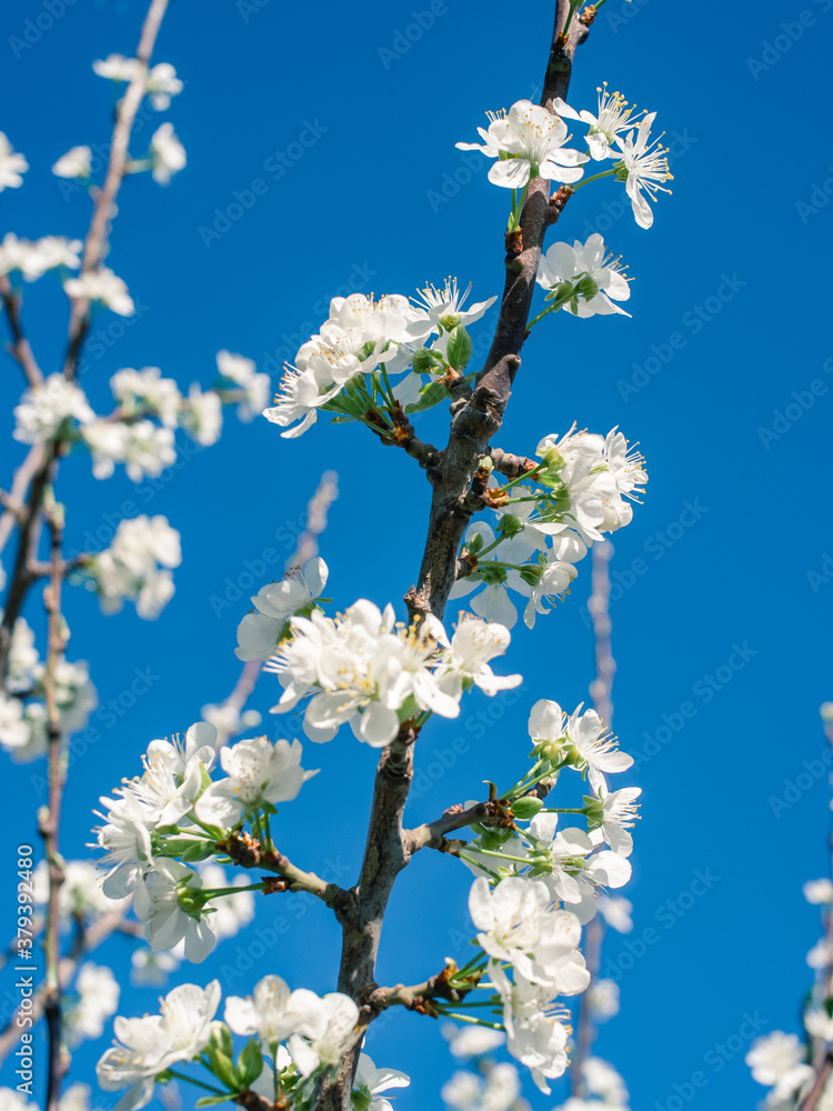 Obraz premium cherry tree blossom