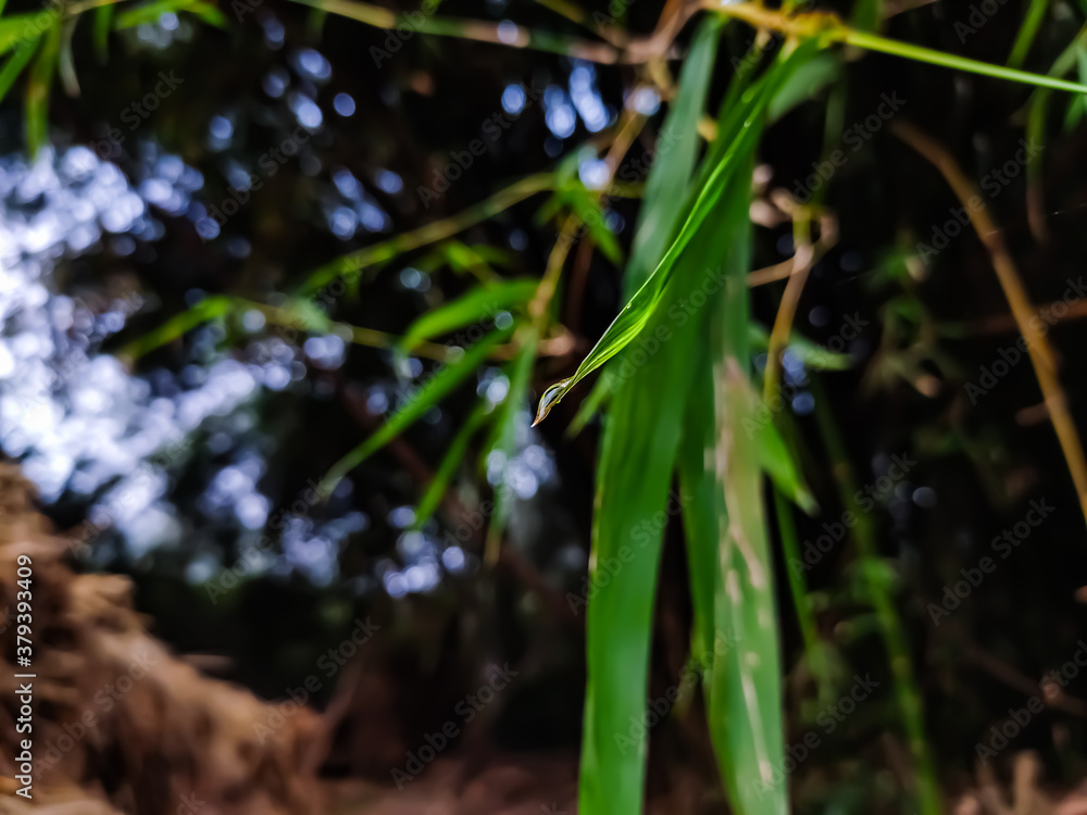 A small dew drop on a winter morning hangs on the end of a new bamboo leaf. A small dew drop on a winter morning hangs on the end of a new bamboo leaf.