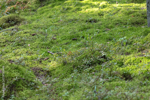 Green, forest moss. Natural background