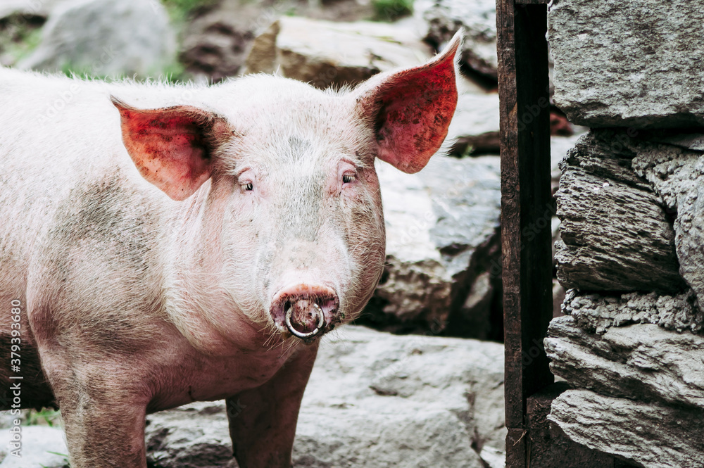 Fototapeta premium Portrait d'un joli cochon rose dans une ferme