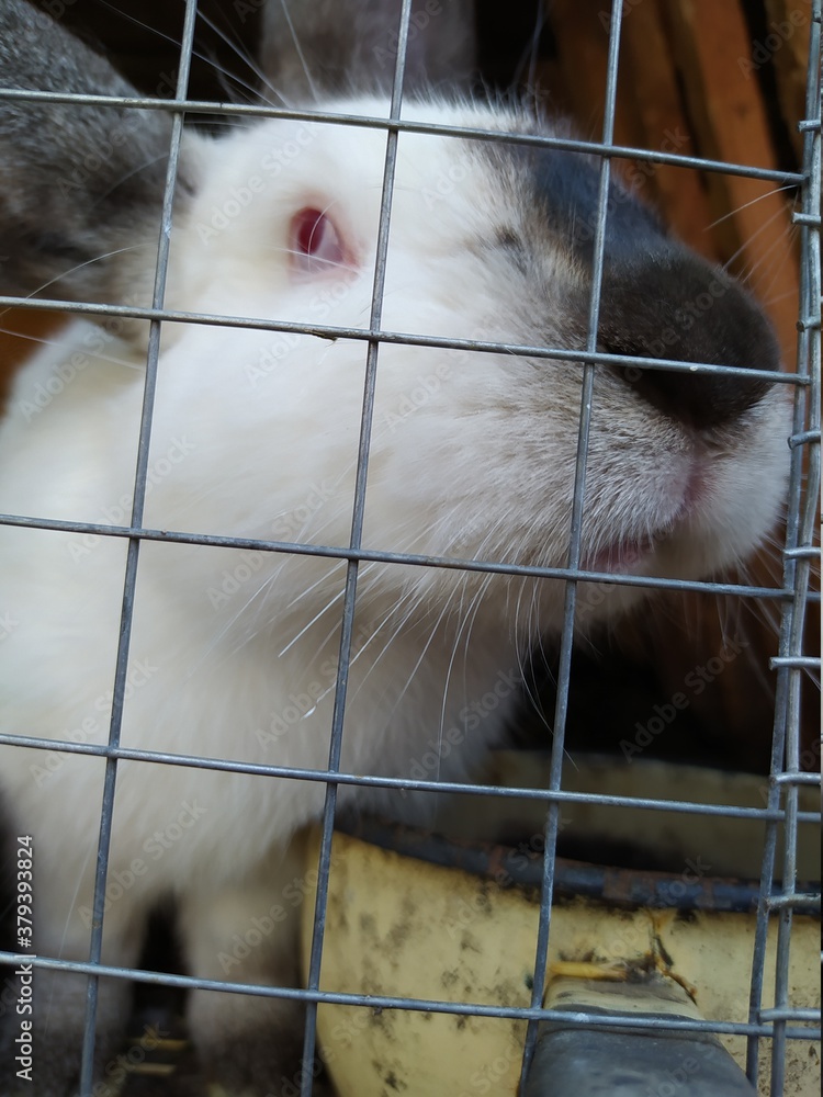 Fototapeta premium country pig in cage