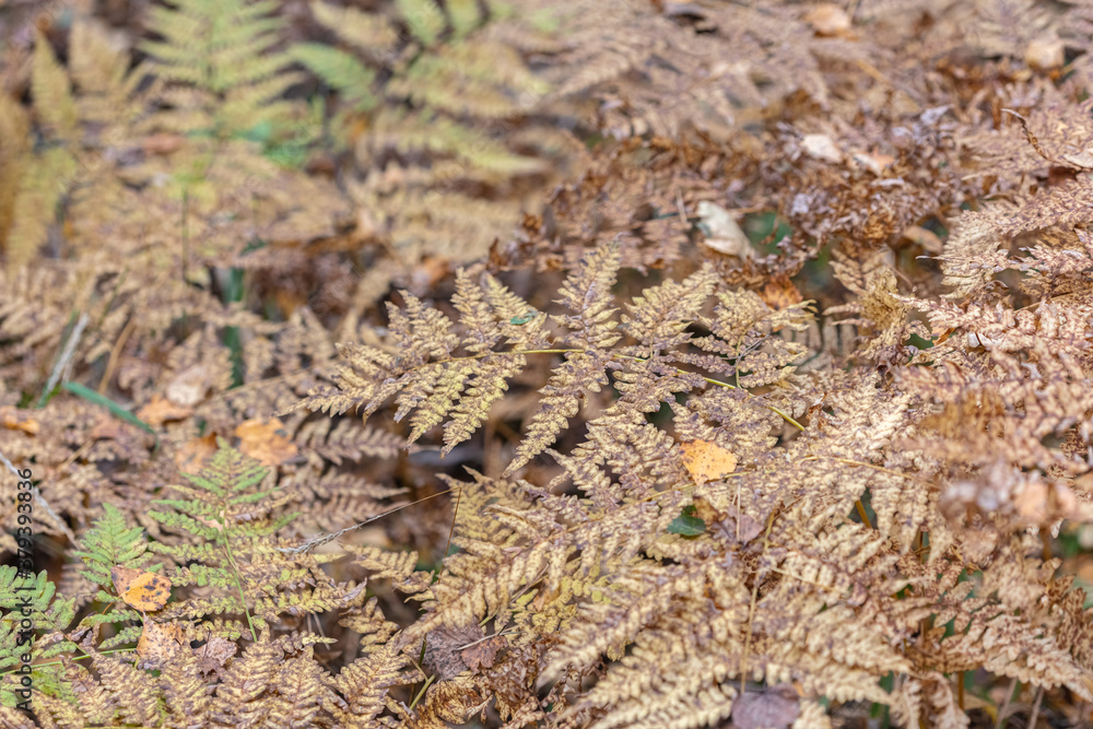 Old, withered fern, forest background Old, withered fern, forest background