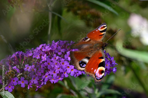 European peacock / Tagpfauenauge (Aglais io) photo