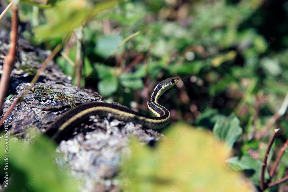 Fototapeta premium une couleuvre rayée