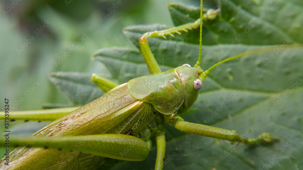 A large green locust is sitting on a leaf, the selected focus is only on the head. Wild animals and insects. Green background. Taken at close range. A large green locust is sitting on a leaf, the selected focus is only on the head. Wild animals and insects. Green background. Taken at close range.