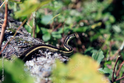 une couleuvre rayée