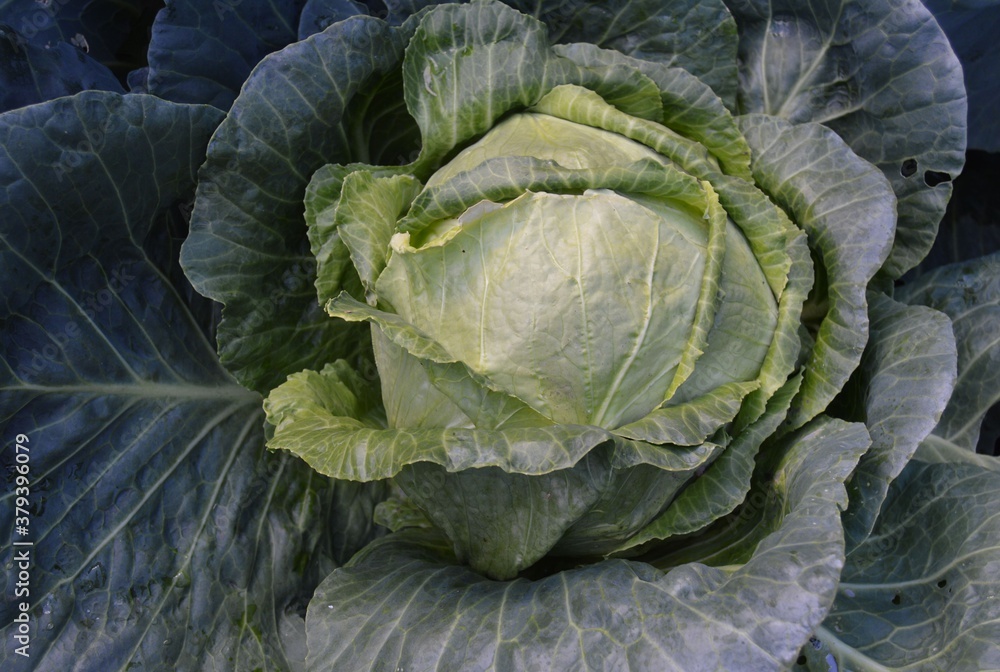 Fototapeta premium head of cabbage on a bed