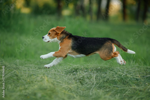 dog in nature, in the park. Beagle puppy runs and plays.