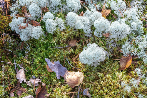 Yagel, a beautiful deer moss, grows in the forest, scandinavian nature. Forest background photo