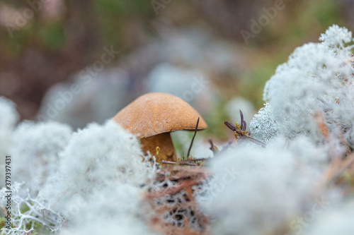 small mushrooms, edible brown mushrooms in lichen, deer moss. photo