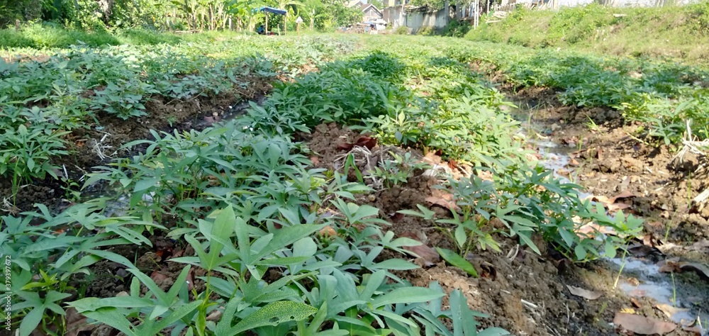 Obraz premium lush vegetables