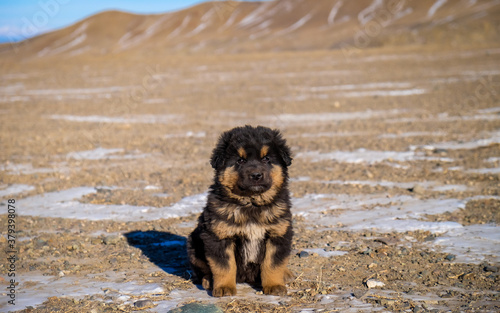 A Mongolian Bankhar puppy in desert.