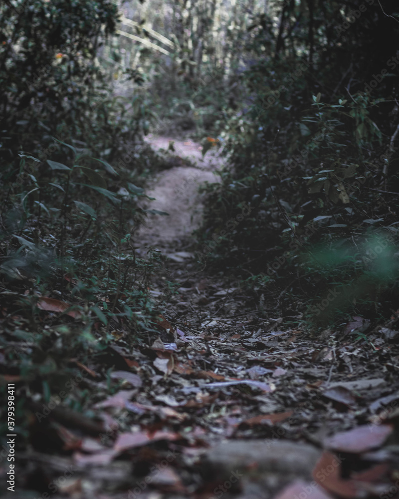Moody path in the woods Moody path in the woods
