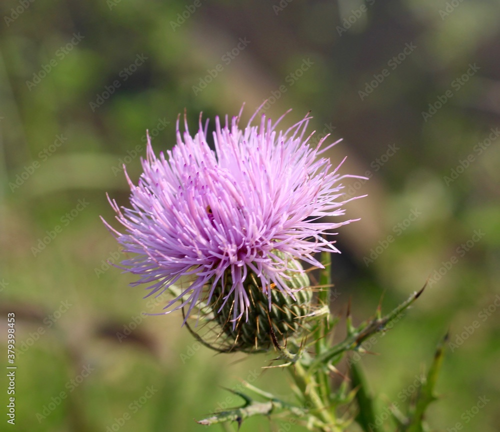 A close view on the purple colorful thistle in the field. A close view on the purple colorful thistle in the field.