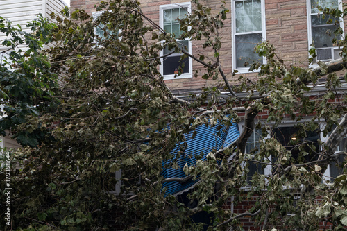 Photography Fallen Trees and Branches in front of a Home after a Tropical Storm in Astoria Q