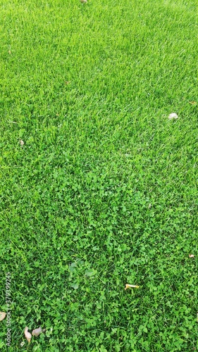 green grass background