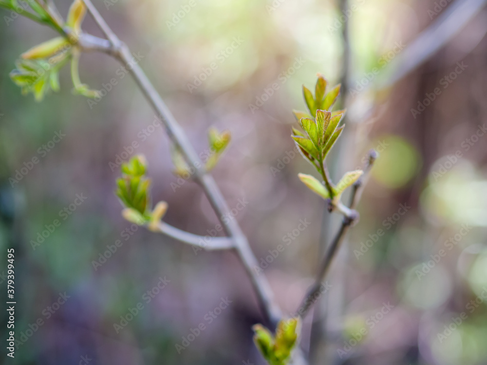 Green buds in spring. Selective focus with shallow depth of field. Green buds in spring. Selective focus with shallow depth of field.