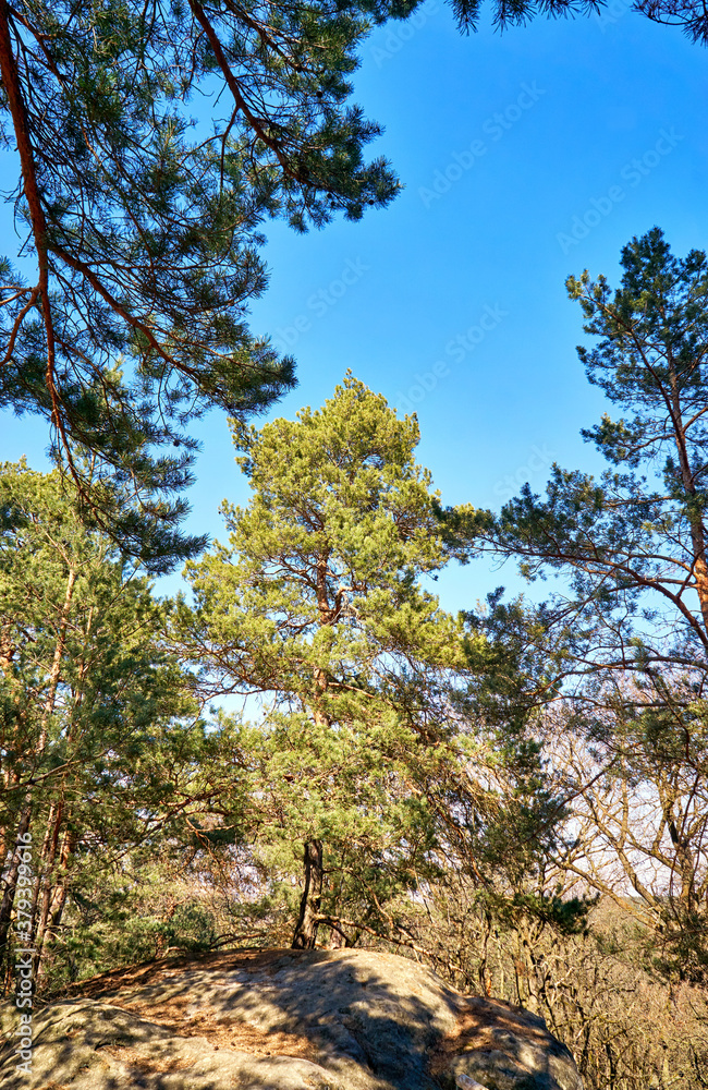 Obraz premium Trees on a rock in the forest.