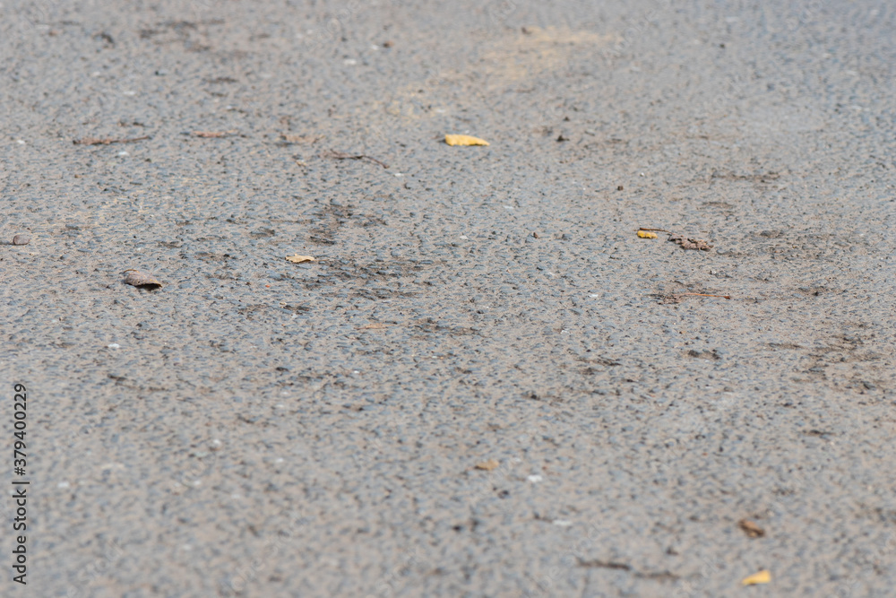 Light grey asphalt texture and dry leaves Light grey asphalt texture and dry leaves