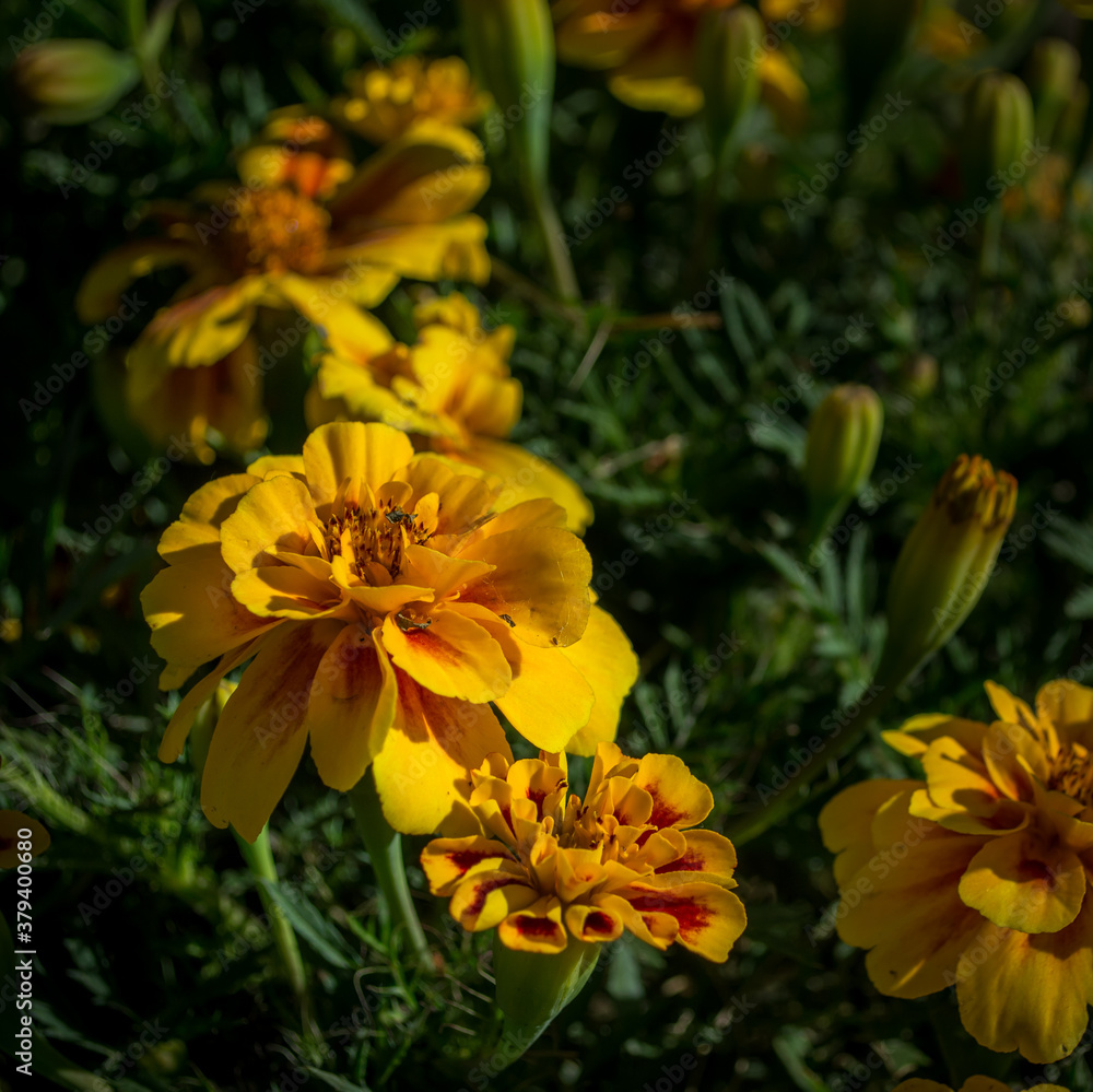 Fototapeta premium yellow or orange Tagetes flowers