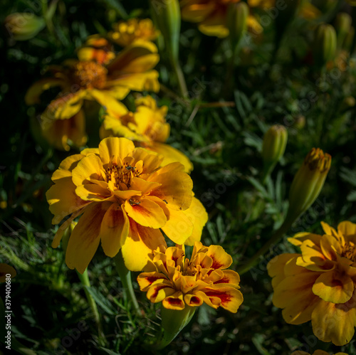 yellow or orange Tagetes flowers