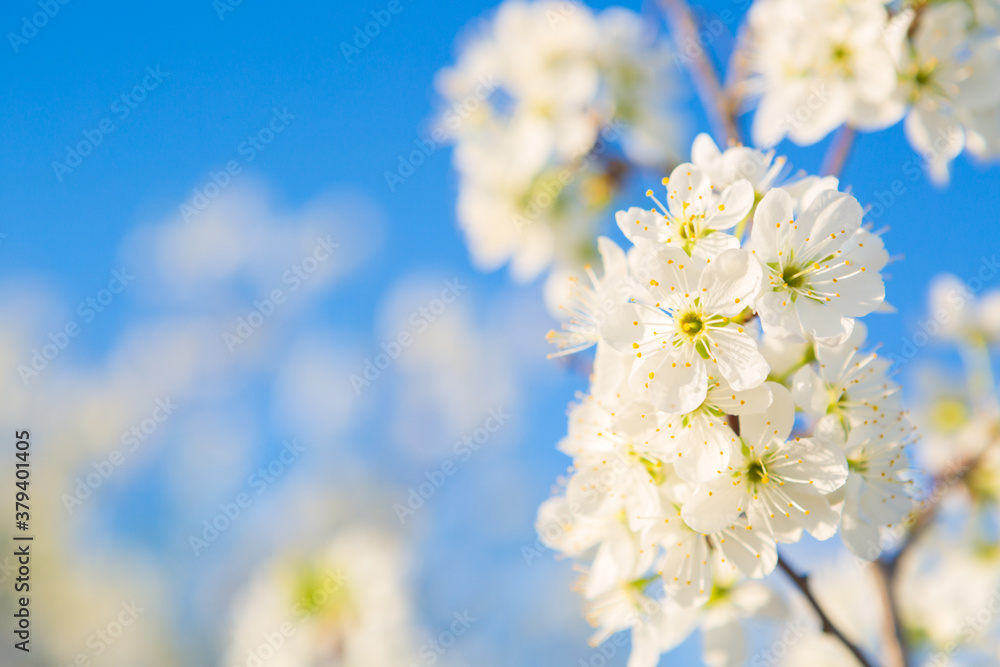 Flowers of the cherry blossoms on a spring Flowers of the cherry blossoms on a spring