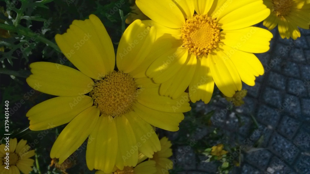 Obraz premium yellow flowers in the garden