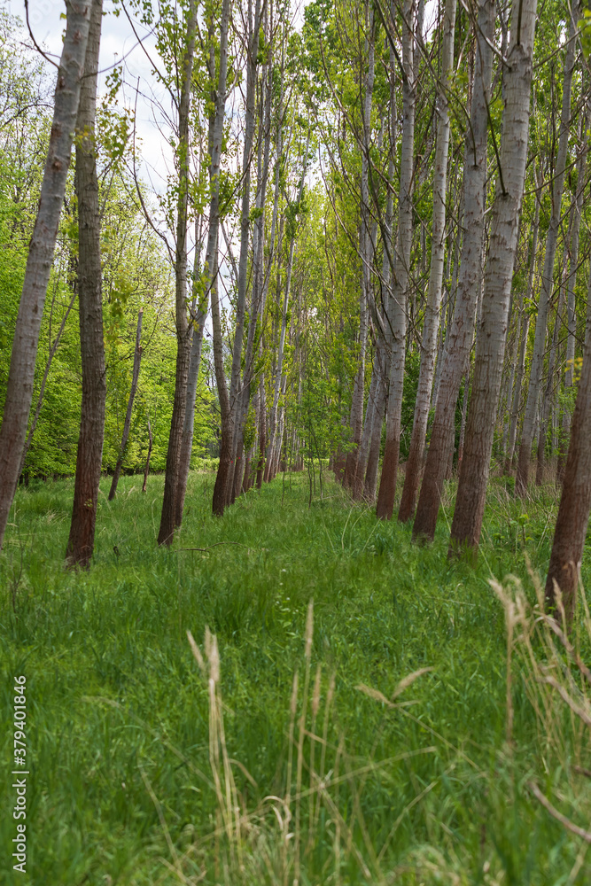 The mature trees in the forest form an alley. The mature trees in the forest form an alley.