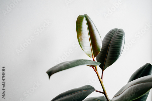 rubber plant on white background