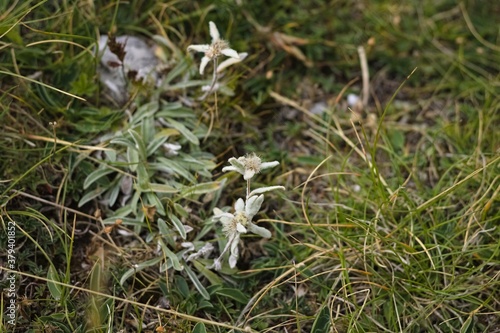 Edelweiss on mountain meadows (Marche, Italy, Europe)