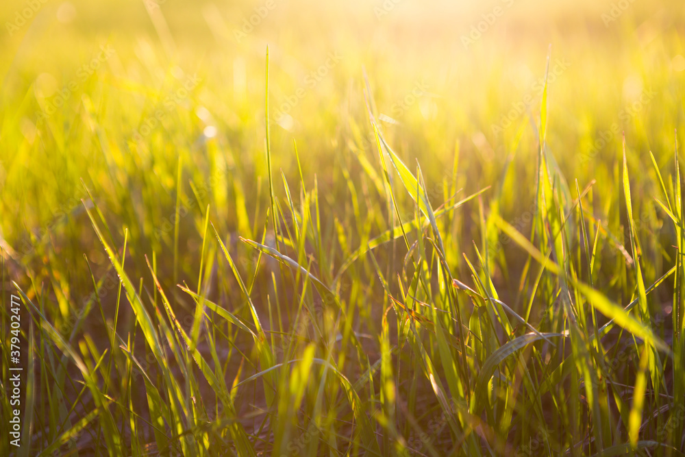 Fresh grass at sunset on a summer evening