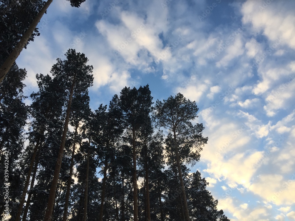 Fototapeta premium sunset in the forest