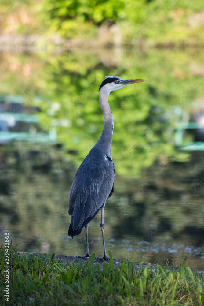 Fototapeta premium Portrait of Heron standing in border water in the city