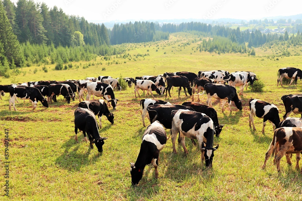 Dairy cows graze in the pasture Dairy cows graze in the pasture