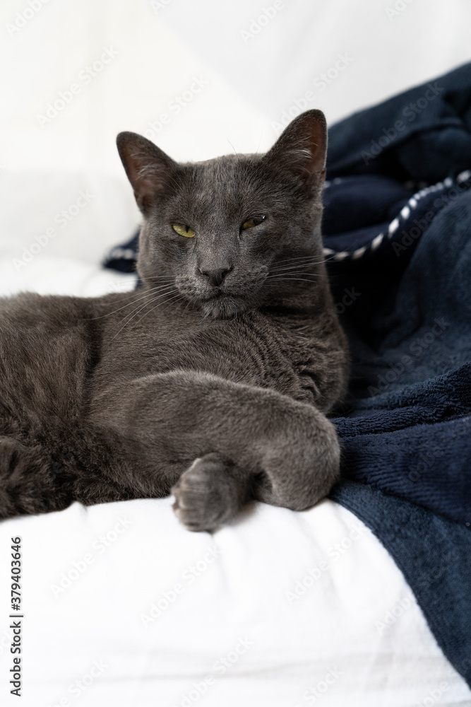 Grey lazy russian blue cat lying on a white and blue bed sleeping