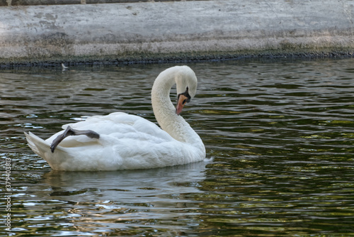 Εκτύπωση καμβά beau cygne tuberculé ou cygne muet à la toilette