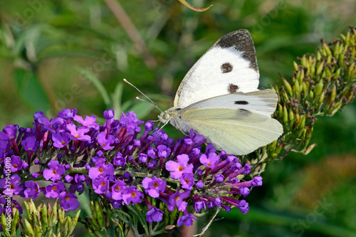 Großer Kohlweißling (Pieris brassicae) an einer Fliederblüte / large white on a lilac photo