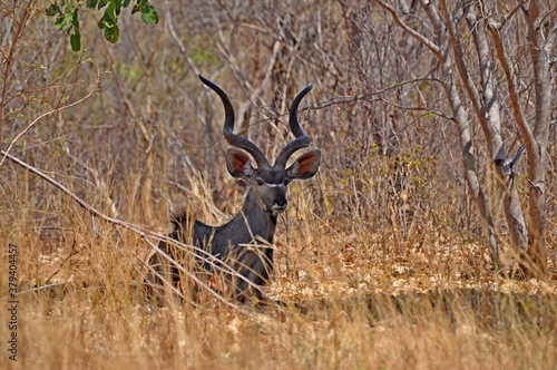 Greater kudu buck antelope in natural habitat, Kruger National Park in South Africa