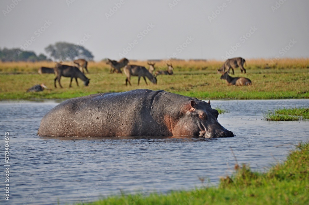 Huge hippo in water, Chobe national park in Botswana Huge hippo in water, Chobe national park in Botswana