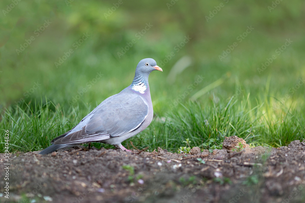Wood pigeon (Columba palumbus) Wood pigeon (Columba palumbus)