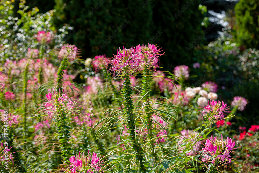 Obraz premium Pink Cleoma flowering garden plant. It is also called champagne splash. Beautiful garden flower. Close-up bud with place for text. Flowerbad.