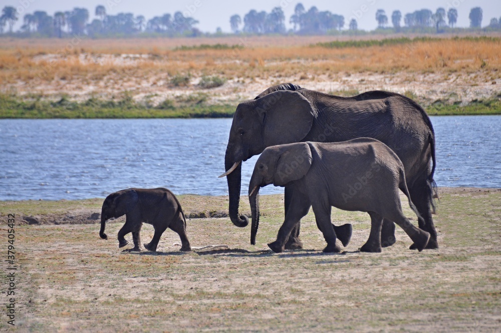 Fototapeta premium African elephants family with calf walking to a watering place, South Africa