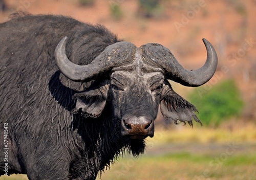 Closeup of african big male buffalo in natural habitat, Chobe National Park, Botswana
