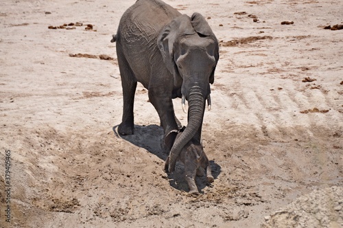 Mother african elephant helps her calf climb a mud slope, Chobe national park in Botswana