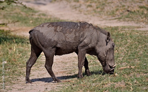 African pig warthog in natural habitat  Kruger National Park in South Africa