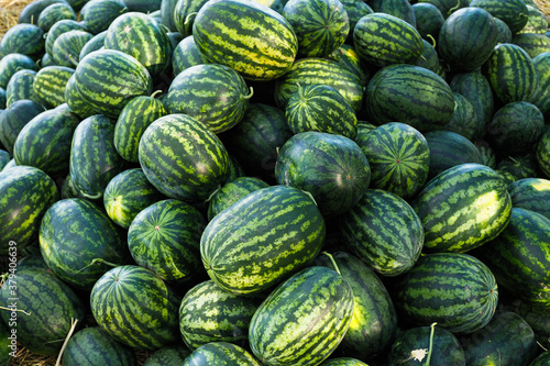 A lot of large ripe green striped watermelons